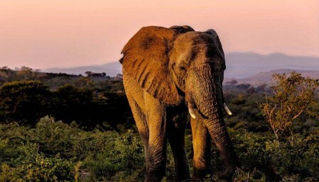 Afrique news Infos Afrique