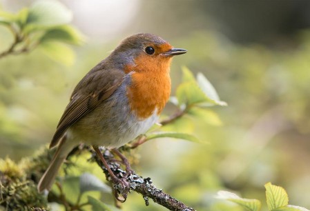 Oiseaux des jardins